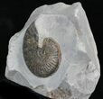 Rare Upper Lias Pseudolioceras Ammonite - #30777-1